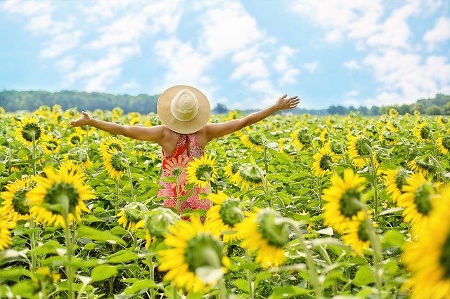 sunflowers-3640938_640